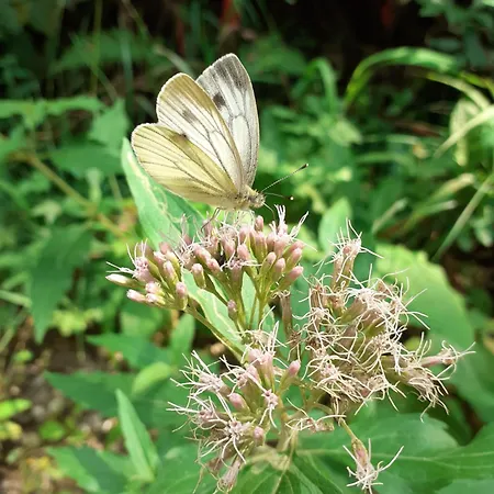 Hiska Ob Gozdu Lukez Plac Apartman *