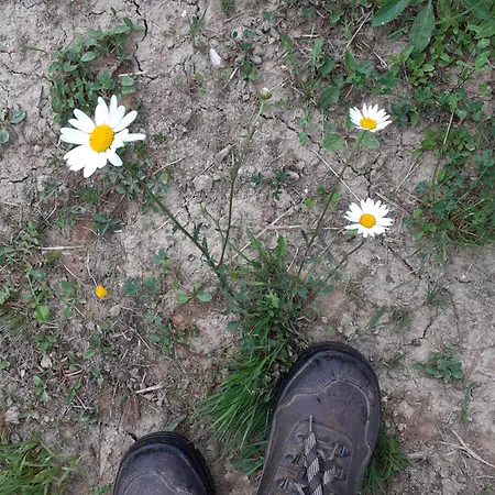 Hiska Ob Gozdu Lukez Plac Ljubno