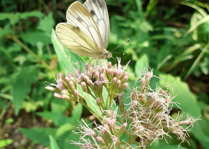 Hiska Ob Gozdu Lukez Plac Appartement *