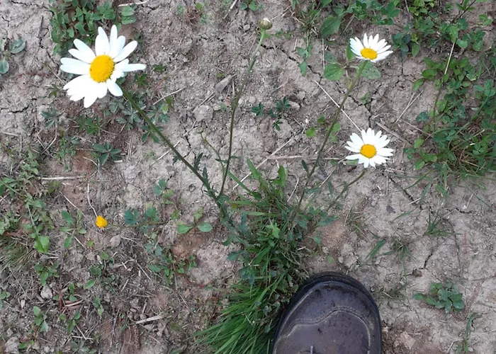 Hiska Ob Gozdu Lukez Plac Ljubno